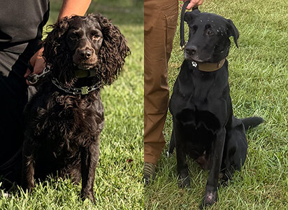 Photos of 3DK9 canines Abe and Hunter